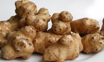 Growing Sunchokes- An Edible Landscape Plant