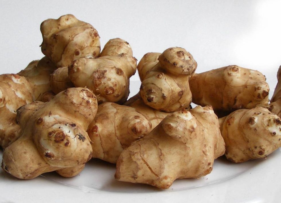 Growing Sunchokes- An Edible Landscape Plant